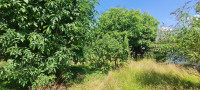 /album/bildergalerie5/garten-jpg/